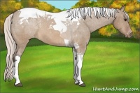 Horse Color:Silver Brown Dun Tobiano Appaloosa 