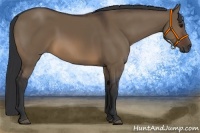 Horse Color:Brown Dun 
