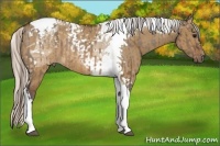 Horse Color:Brown Dun Tobiano Appaloosa and Silver Brown Dun Tobiano