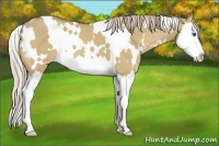 Horse Color:White Spotted Palomino Dun Splash 