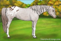 Horse Color:Chestnut Appaloosa