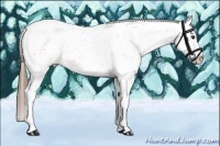 Horse Color:White Spotted Chestnut Appaloosa 