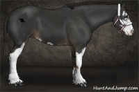 Horse Color:Liver Chestnut Sabino 