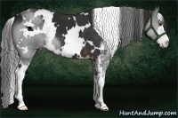 Horse Color:White Spotted Liver Chestnut Sabino 