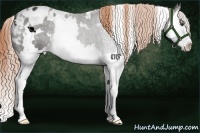 Horse Color:White Spotted Liver Chestnut Sabino Splash Varnish