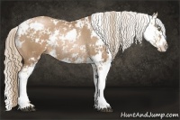 Horse Color:Liver Chestnut Pearl Sabino Rabicano 