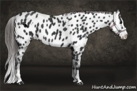 Horse Color:White Spotted Black Splash Appaloosa 