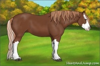 Horse Color:Chestnut Splash 