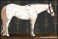 Horse Color:Sable Champagne Pearl Sabino Near Leopard 