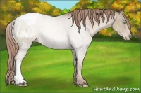 Horse Color:Smoky Black Pearl Appaloosa 