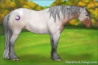 Horse Color:Brown Appaloosa 