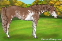 Horse Color:Chestnut Sabino