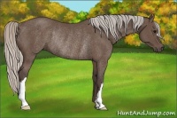 Horse Color:Silver Black Rabicano 