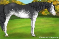Horse Color:White Spotted Black Splash 