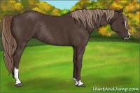 Horse Color:Liver Chestnut Sabino Rabicano 