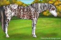 Horse Color:Chestnut Sabino Rabicano  and Brown Sabino Rabicano 