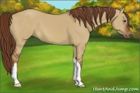 Horse Color:Red Dun 