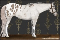 Horse Color:Chocolate Palomino Roan Blanket Rabicano 