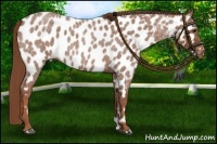 Horse Color:Red Roan Near Leopard Rabicano 