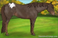 Horse Color:Liver Chestnut Appaloosa 