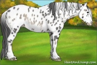Horse Color:Blue Onyx Roan Sabino Leopard Rabicano 