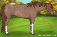 Horse Color:Red Roan Tobiano 
