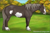 Horse Color:Liver Red Roan Frame 