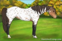 Horse Color:Buckskin Appaloosa Rabicano 