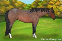 Horse Color:Unknown 