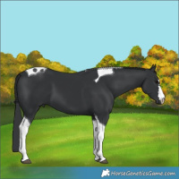 Horse Color:Black Tobiano 