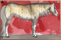 Horse Color:White Spotted Red Dun Onyx Sabino Splash