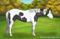 Horse Color:Smoky Black Splash Tobiano