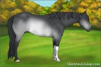 Horse Color:Buckskin Chinchilla