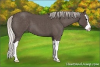 Horse Color:Silver Blue Roan Splash
