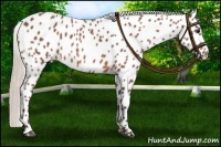 Horse Color:Silver Bay Roan Appaloosa 