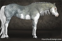 Horse Color:Silver Black Chinchilla Ice Splash 