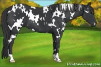 Horse Color:White Spotted Black