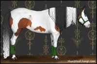 Horse Color:Bay Roan Splash Tobiano