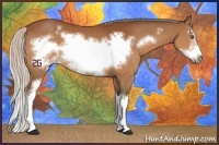 Horse Color:Silver Bay Sabino Splash Frame