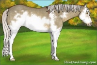 Horse Color:Silver Brown Dun Sabino Splash Frame
