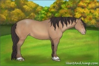 Horse Color:Amber Champagne 