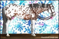 Horse Color:Bay Splash Appaloosa 