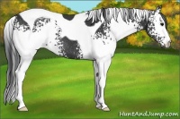 Horse Color:White Spotted Black Tobiano Rabicano