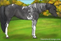 Horse Color:Black Tobiano Rabicano