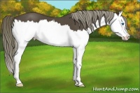 Horse Color:Liver Chestnut Splash