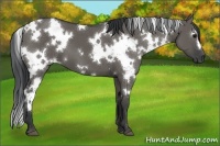 Horse Color:White Spotted Grullo 