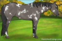 Horse Color:White Spotted Smoky Grullo 