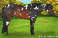 Horse Color:White Spotted Brown 