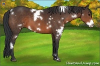Horse Color:White Spotted Brown Frame 