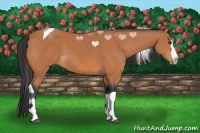 Horse Color:Bay Splash Tobiano